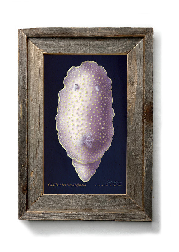Yellow-Margin Dorid